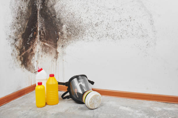 Best Residential Mold Removal  in Ansted, WV