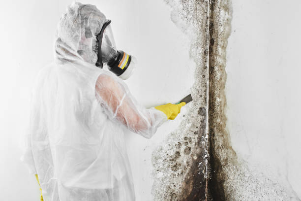 Best Mold Removal Company Near Me  in Ansted, WV