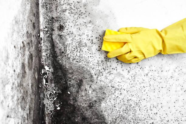 Trusted Ansted, WV Mold Removal Experts