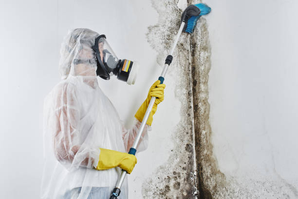 Best Best Mold Removal Companies  in Ansted, WV