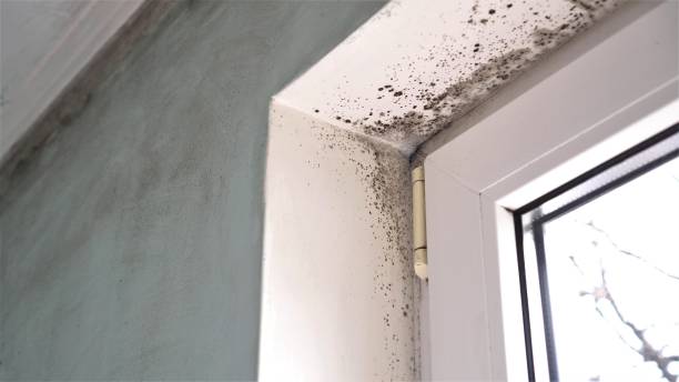Crawl Space Mold Removal in Ansted, WV