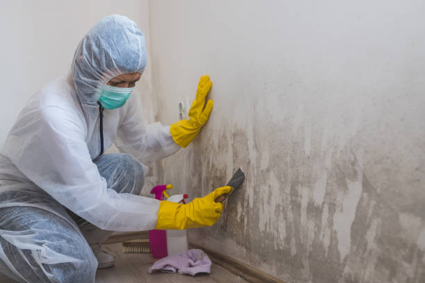 Best Mold Removal Near Me  in Ansted, WV