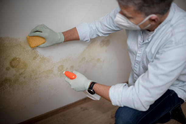 Best Mold Remediation Services  in Ansted, WV