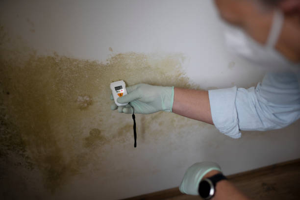 Best Office Mold Removal Services  in Ansted, WV