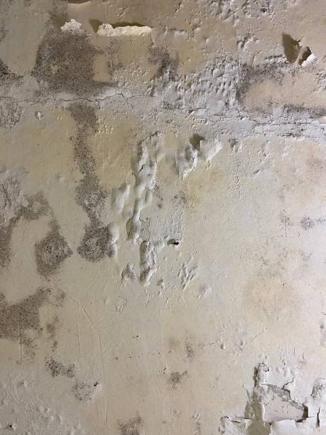 Best Mold Damage Repair  in Ansted, WV