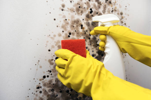 Best Professional Mold Removal  in Ansted, WV