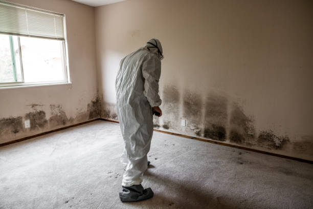 Best Toxic Mold Removal  in Ansted, WV