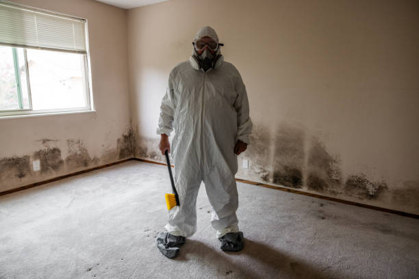 Best Local Mold Removal Service  in Ansted, WV