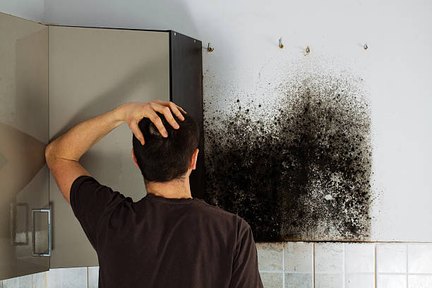 Best Home Mold Removal  in Ansted, WV