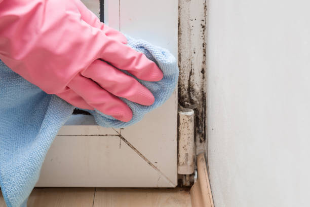 Best Professional Mold Removal  in Ansted, WV